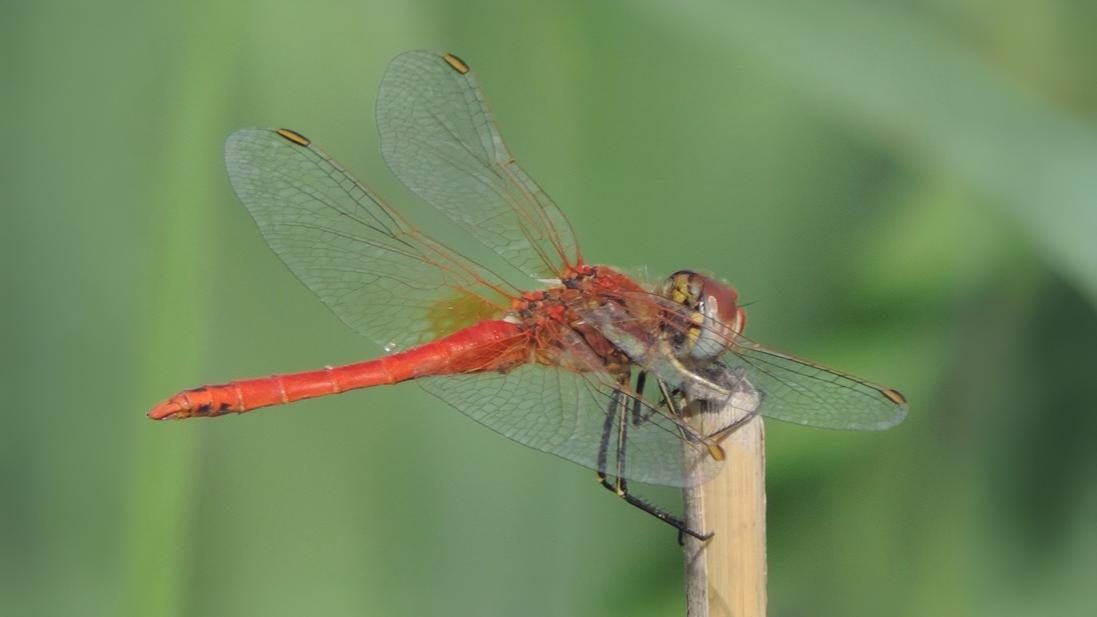 26-July Wings of Fire: London’s Dragonfly Identification Guide Section Image