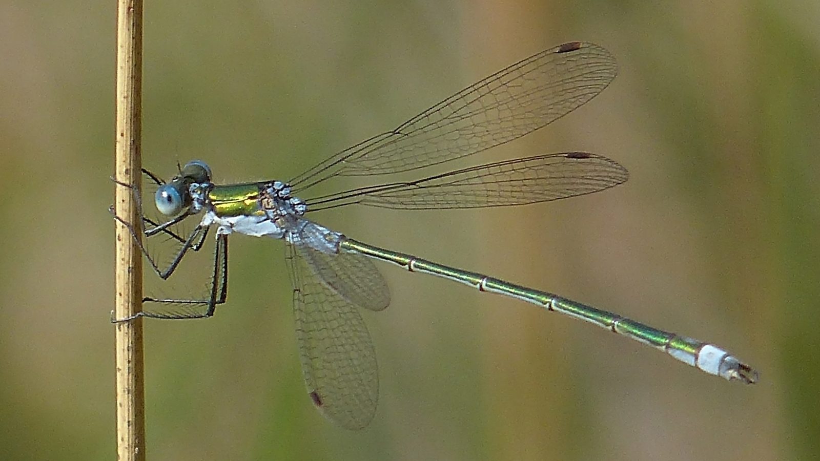 26-July Wings of Fire: London’s Dragonfly Identification Guide Section Image