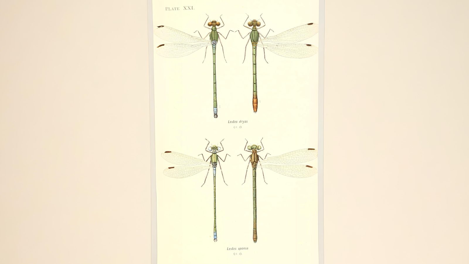 26-July Wings of Fire: London’s Dragonfly Identification Guide Section Image