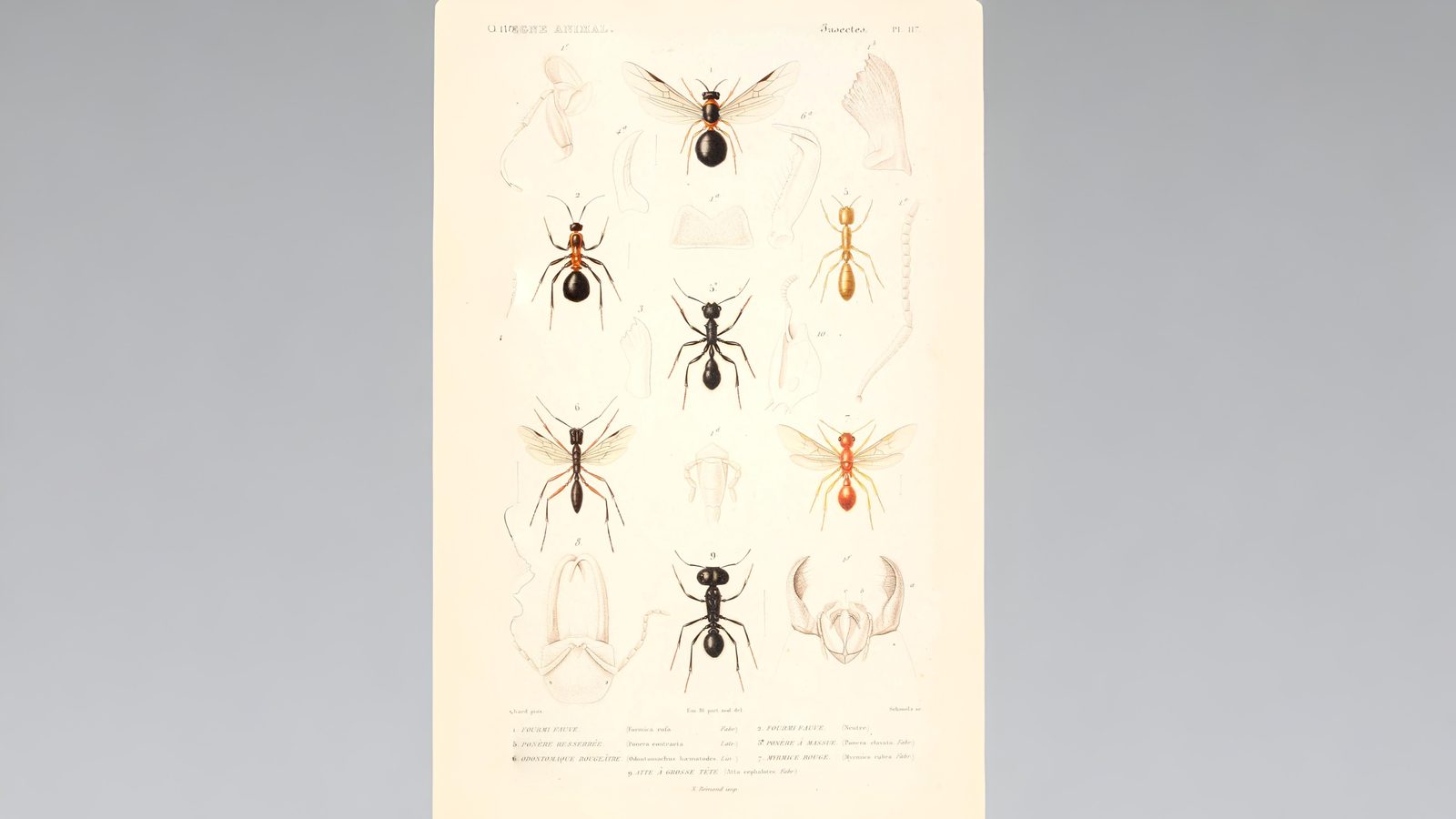 27-July Hive Minds: London’s Social Insects Uncovered Section Image