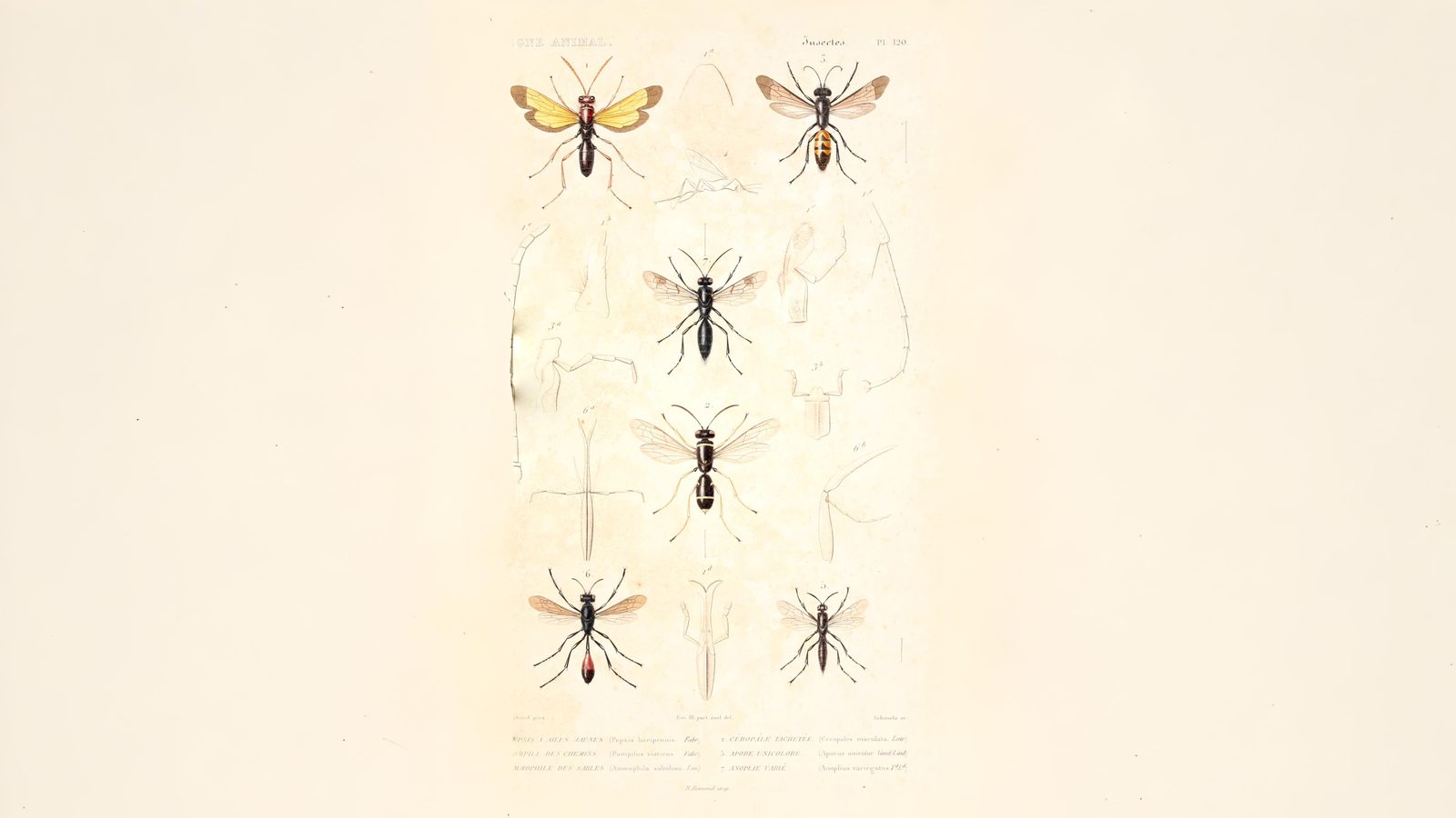 27-July Hive Minds: London’s Social Insects Uncovered Section Image