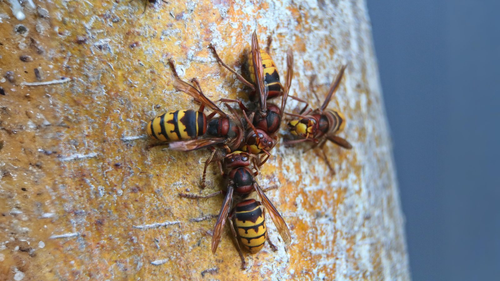 27-July Hive Minds: London’s Social Insects Uncovered Section Image