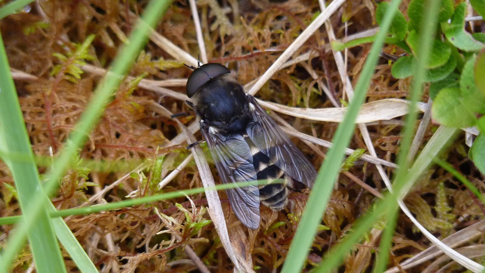 28-July Wings & Stings: London’s July Insect Spectacle Section Image