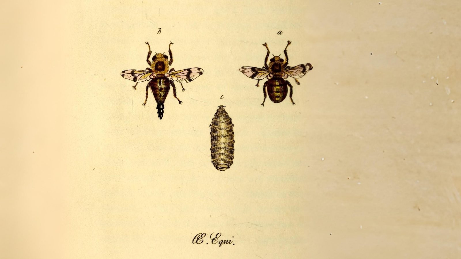 28-July Wings & Stings: London’s July Insect Spectacle Section Image