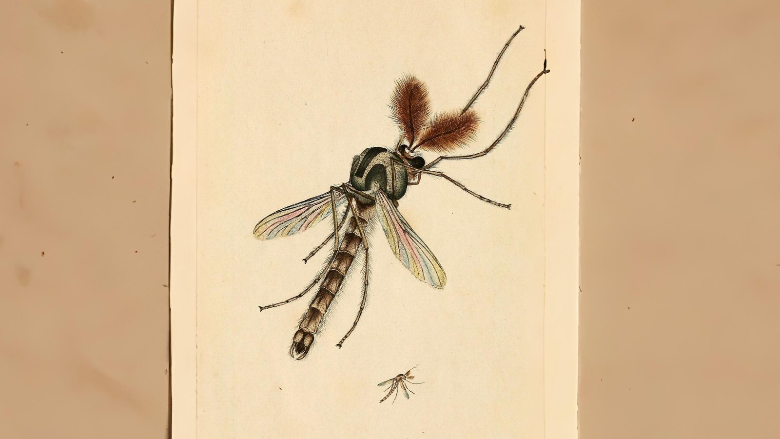 28-July Wings & Stings: London’s July Insect Spectacle Section Image