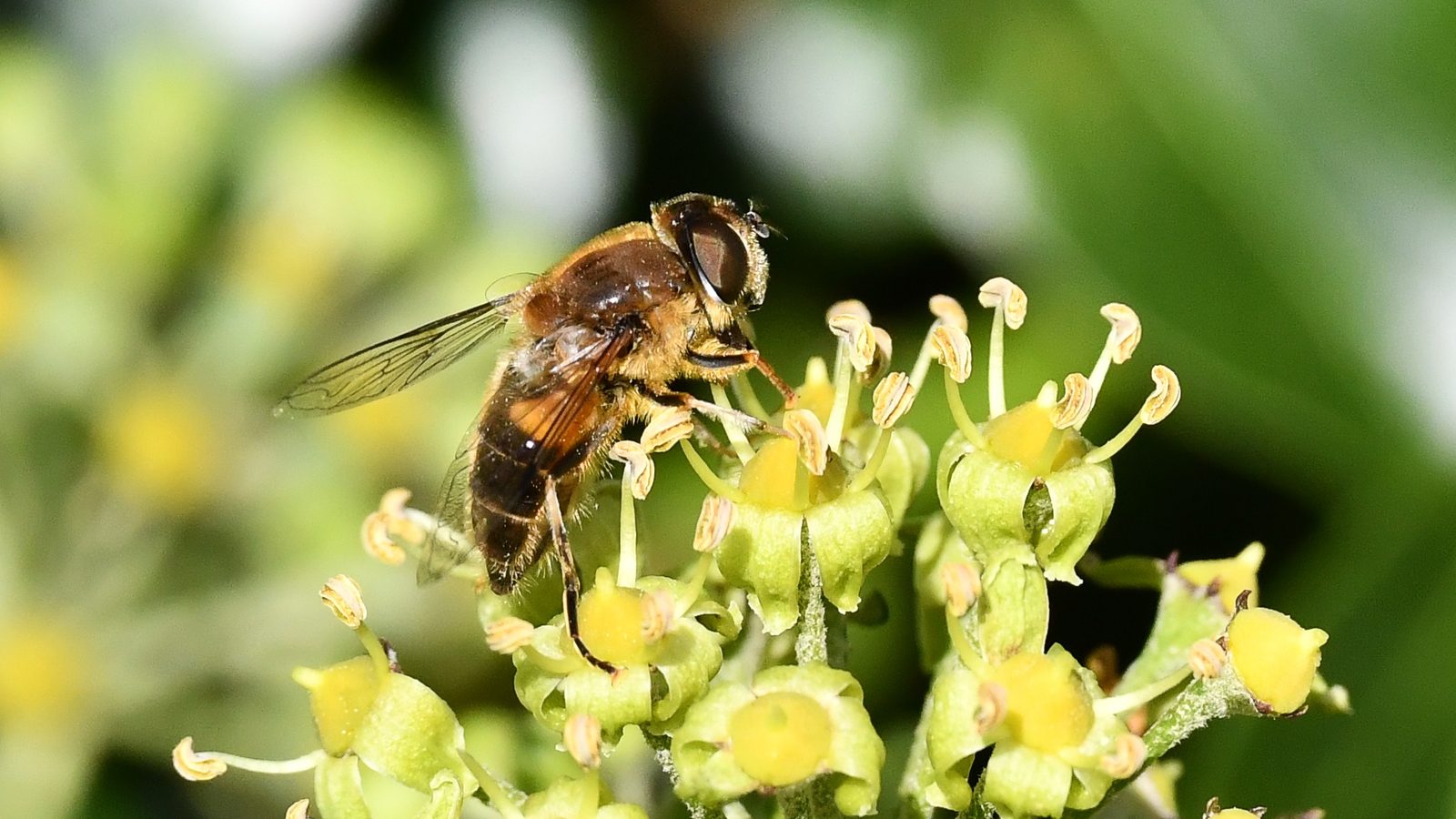 28-July Wings & Stings: London’s July Insect Spectacle Section Image