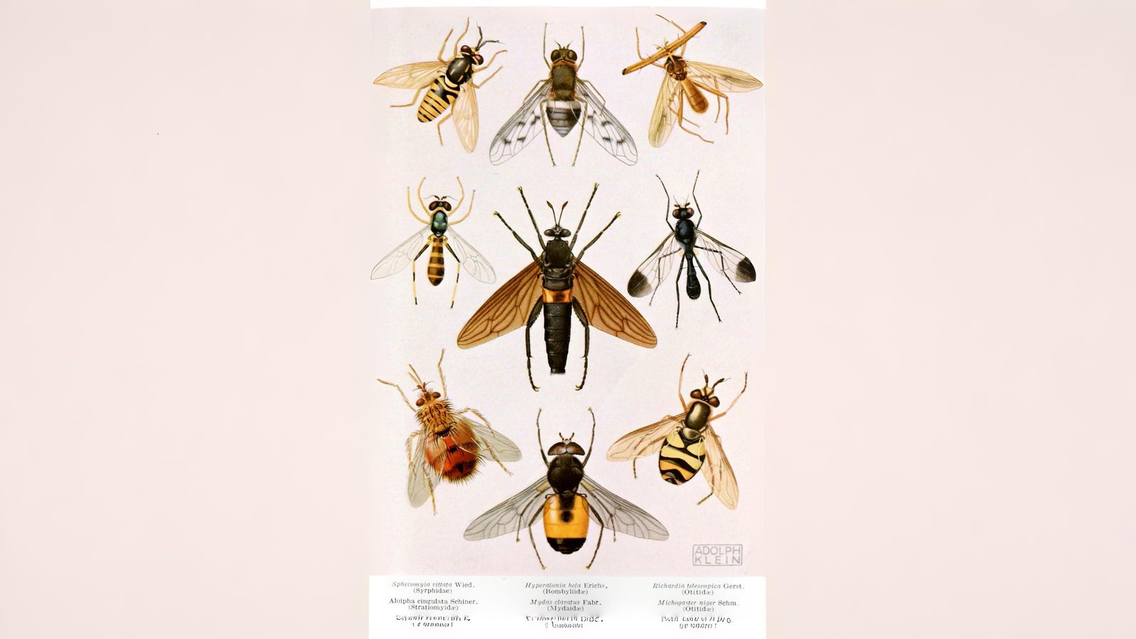 28-July Wings & Stings: London’s July Insect Spectacle Section Image
