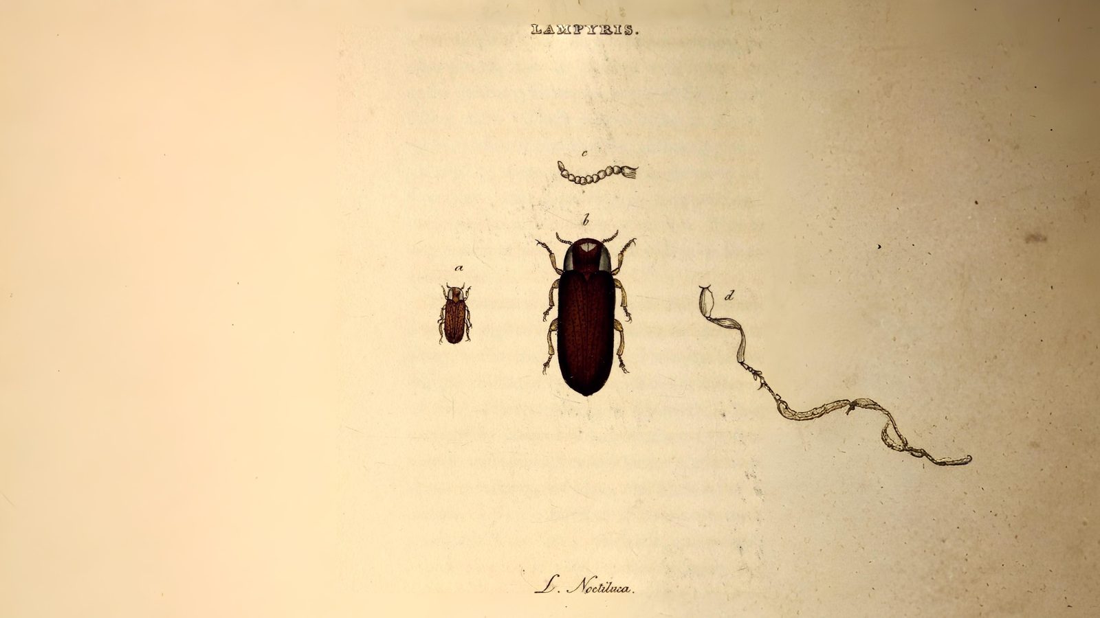 28-July Wings & Stings: London’s July Insect Spectacle Section Image