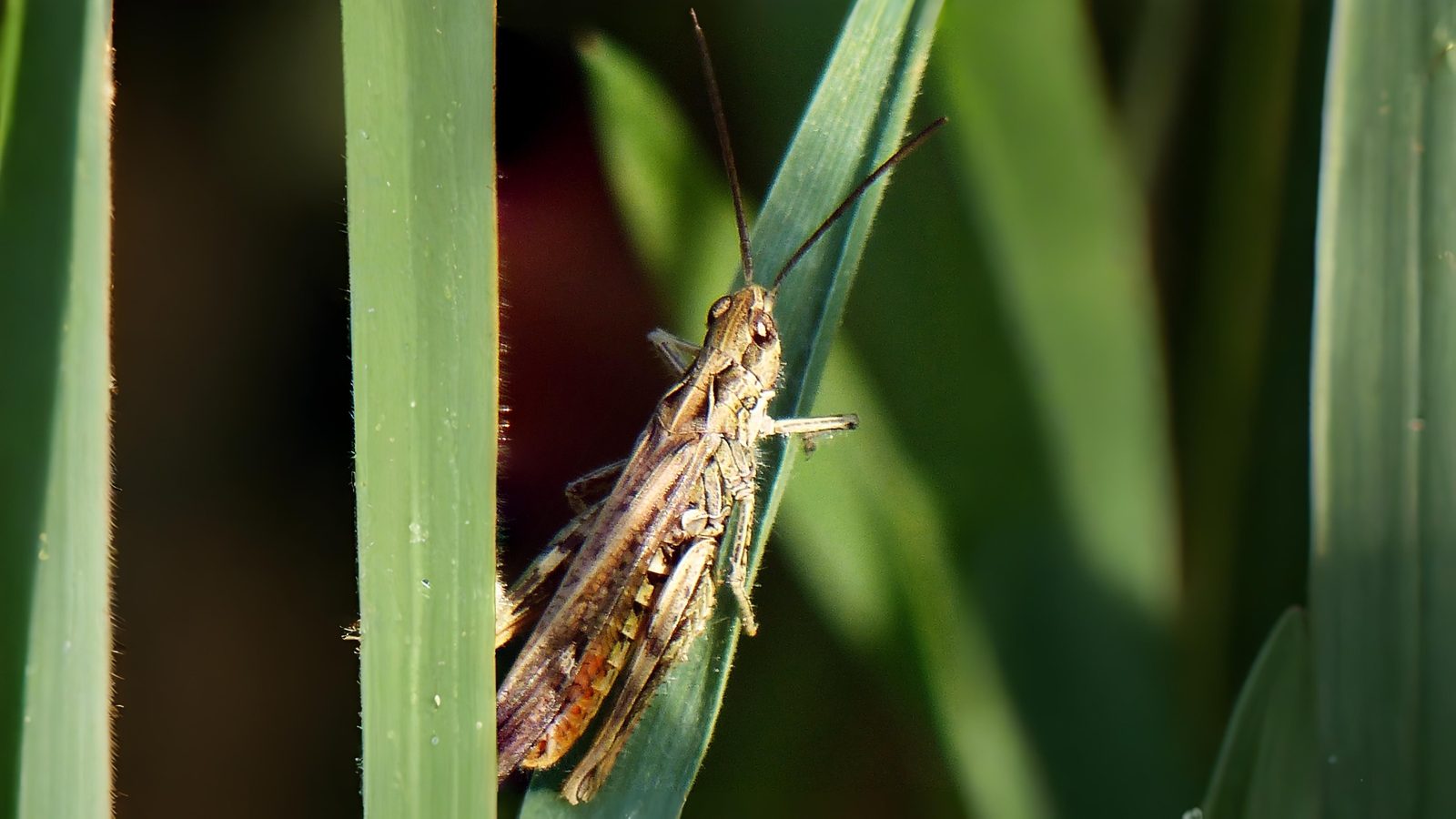 29-Jul London’s Chirping Chorus: Grasshoppers & Crickets Decoded Section Image