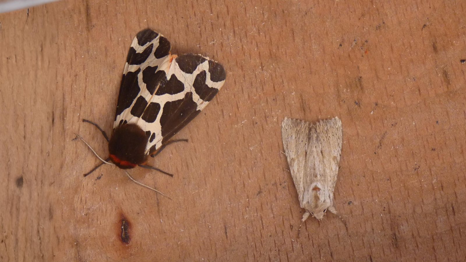 30-Jul Night Wings: London’s Moths & Their Vanishing Magic Section Image