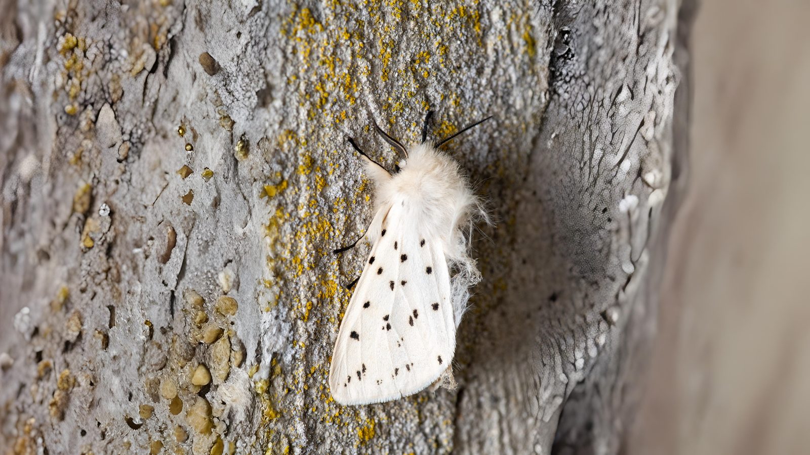 30-Jul Night Wings: London’s Moths & Their Vanishing Magic Section Image