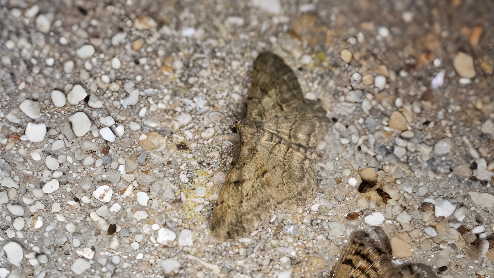 30-Jul Night Wings: London’s Moths & Their Vanishing Magic Section Image