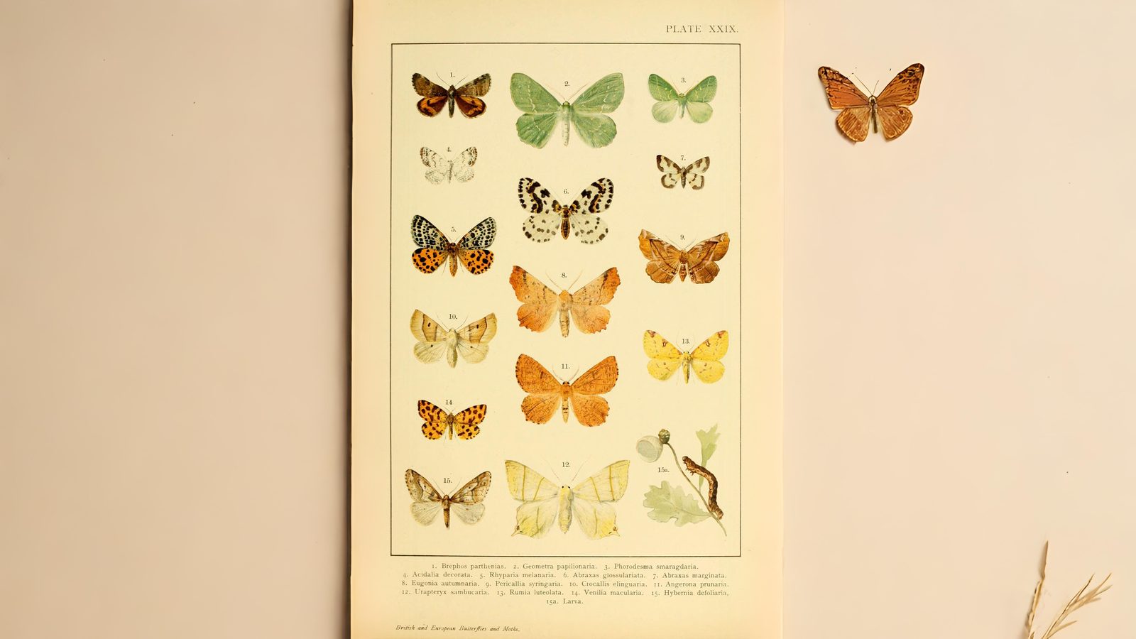 30-Jul Night Wings: London’s Moths & Their Vanishing Magic Section Image