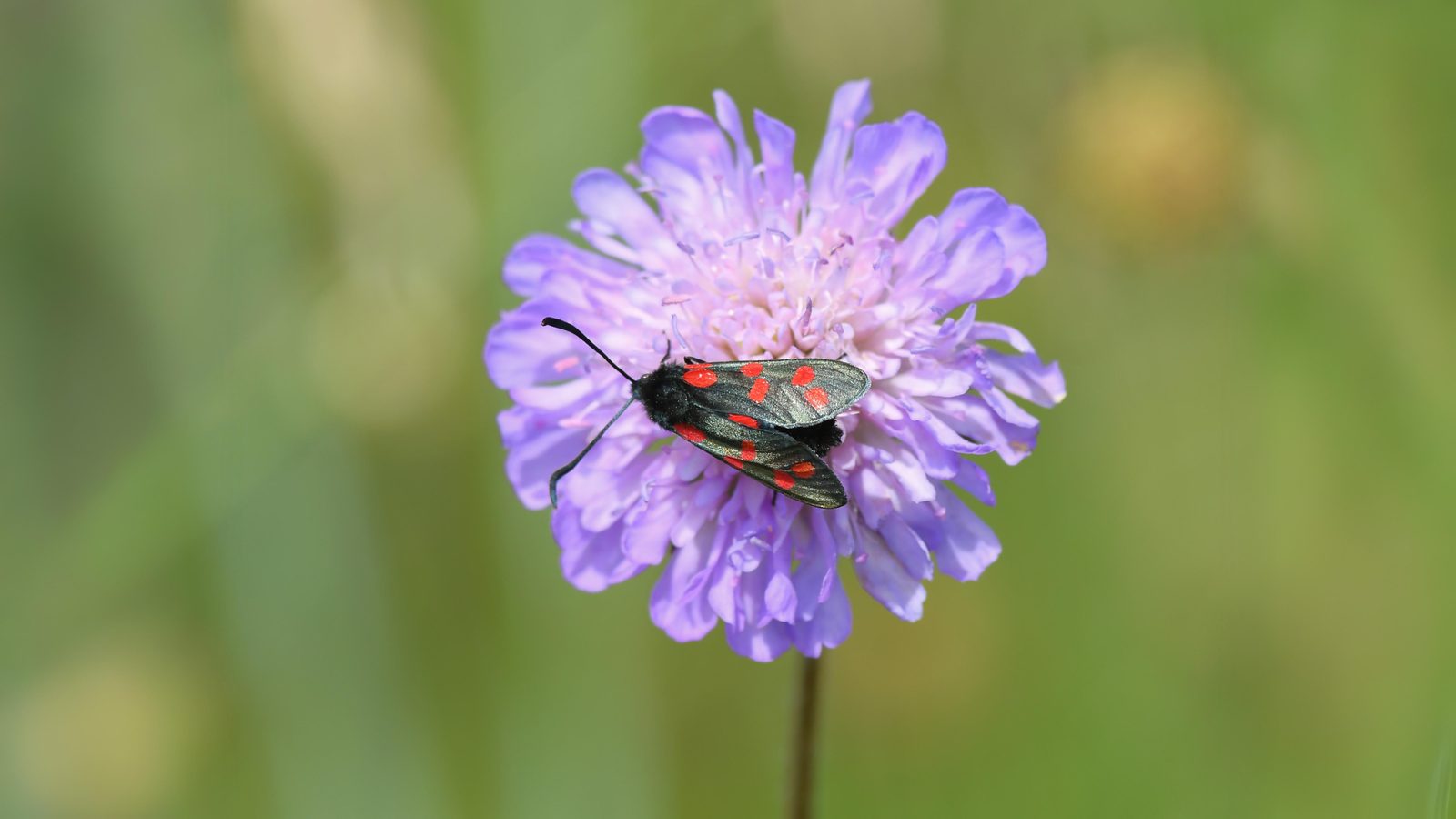 31-Jul Gossamer & Gold: London’s Overlooked Day-Flying Moths Section Image