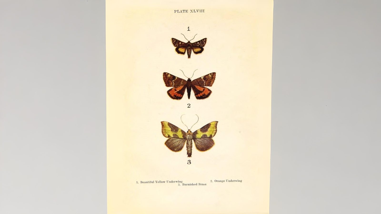 31-Jul Gossamer & Gold: London’s Overlooked Day-Flying Moths Section Image