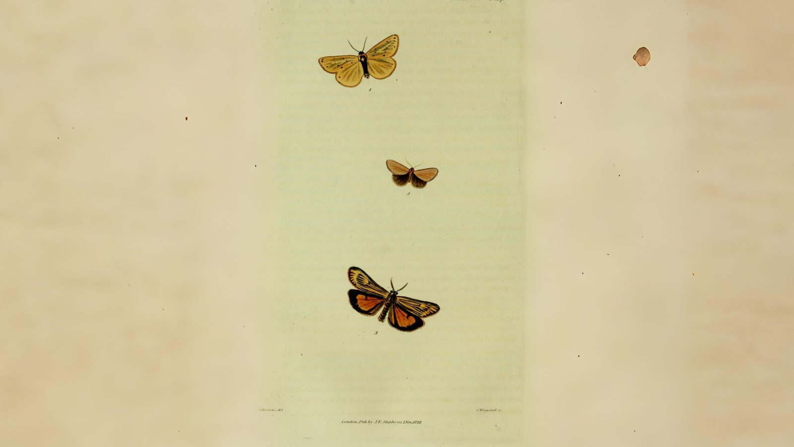 31-Jul Gossamer & Gold: London’s Overlooked Day-Flying Moths Section Image