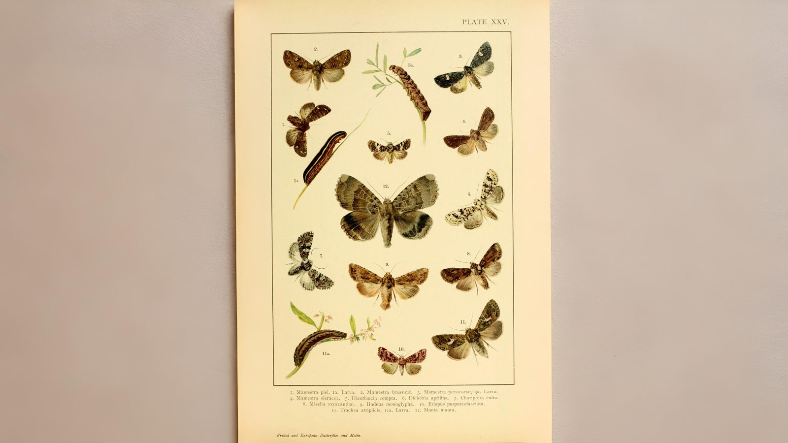 31-Jul Gossamer & Gold: London’s Overlooked Day-Flying Moths Section Image