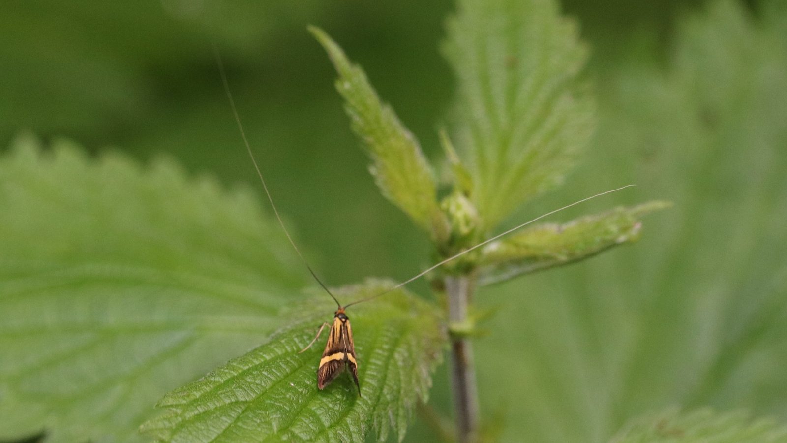31-Jul Gossamer & Gold: London’s Overlooked Day-Flying Moths Section Image