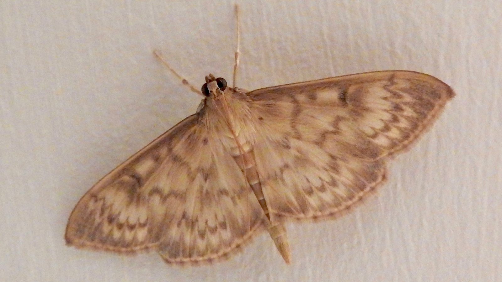 31-Jul Gossamer & Gold: London’s Overlooked Day-Flying Moths Section Image