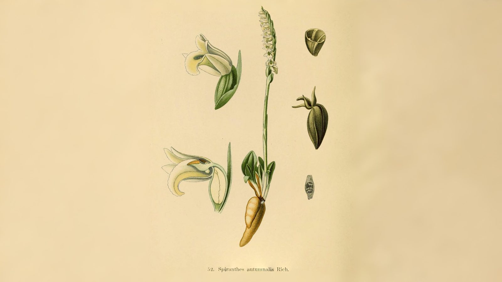 02-Aug Twisted Orchids & Shy Gentians: August’s Ephemeral Blooms Section Image