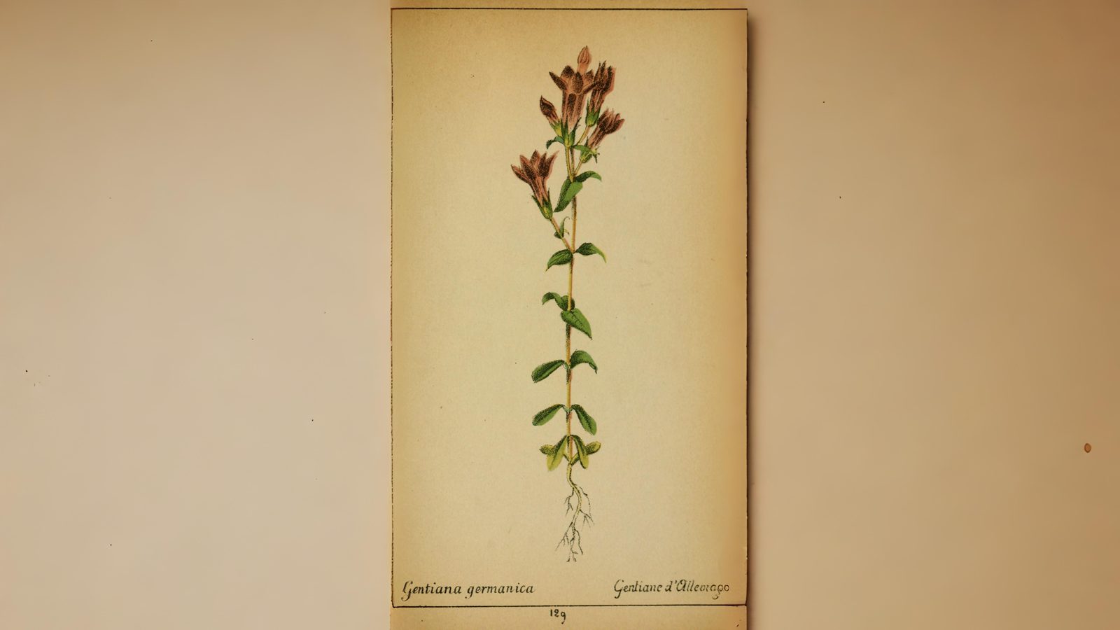 02-Aug Twisted Orchids & Shy Gentians: August’s Ephemeral Blooms Section Image
