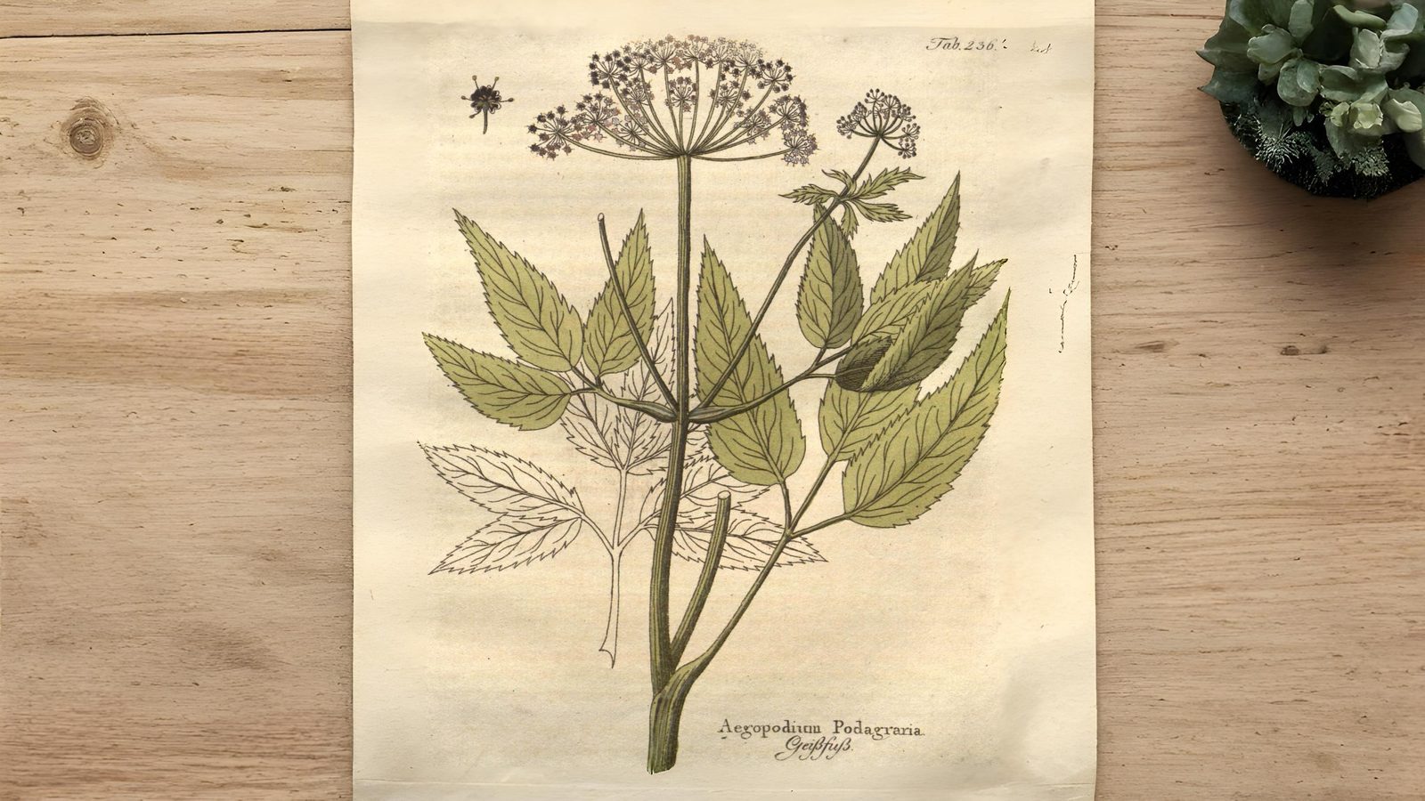 03-Aug Poison & Parsley: The Dangerous Allure of August Umbellifers Section Image