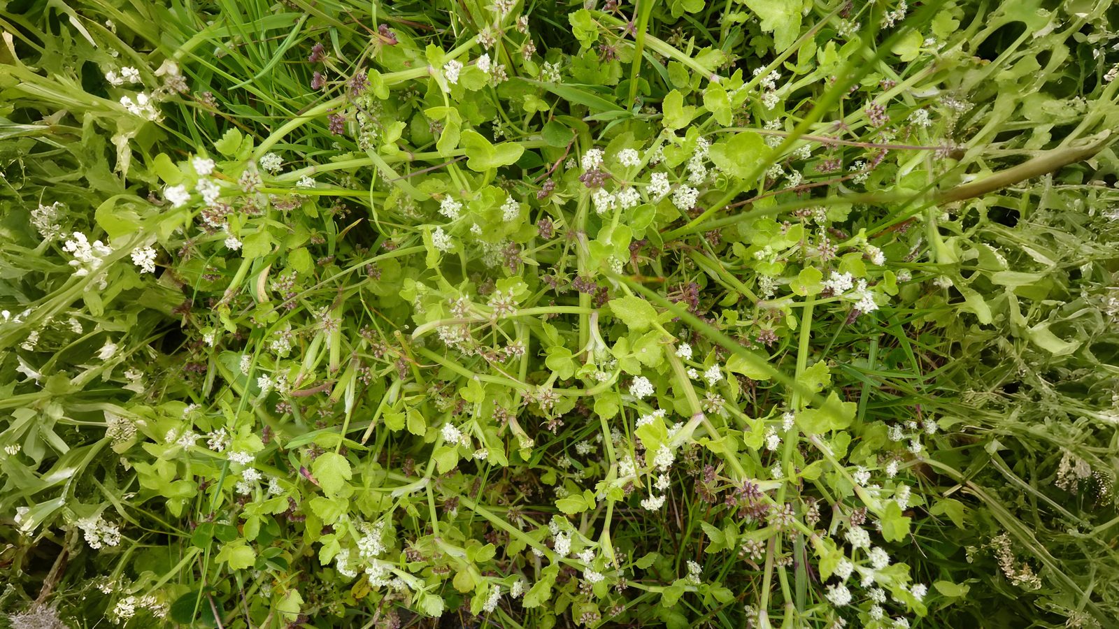 03-Aug Poison & Parsley: The Dangerous Allure of August Umbellifers Section Image