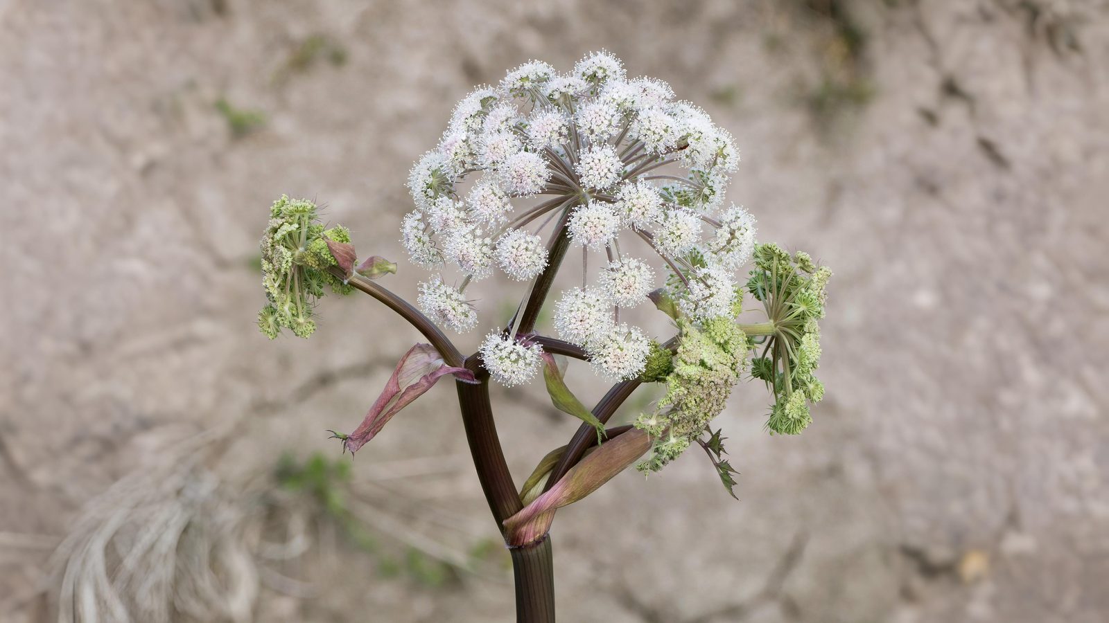 03-Aug Poison & Parsley: The Dangerous Allure of August Umbellifers Section Image