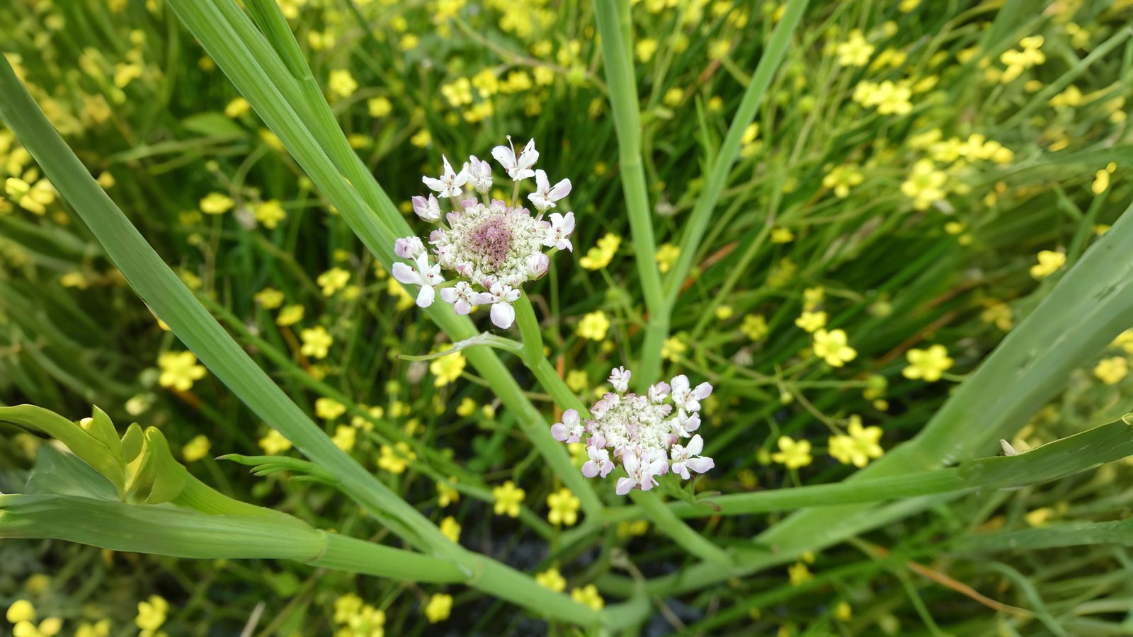 03-Aug Poison & Parsley: The Dangerous Allure of August Umbellifers Section Image