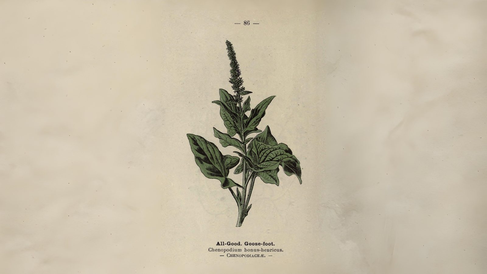 04-Aug Muckweed to Michelin: The Lost Supergreens of London Section Image
