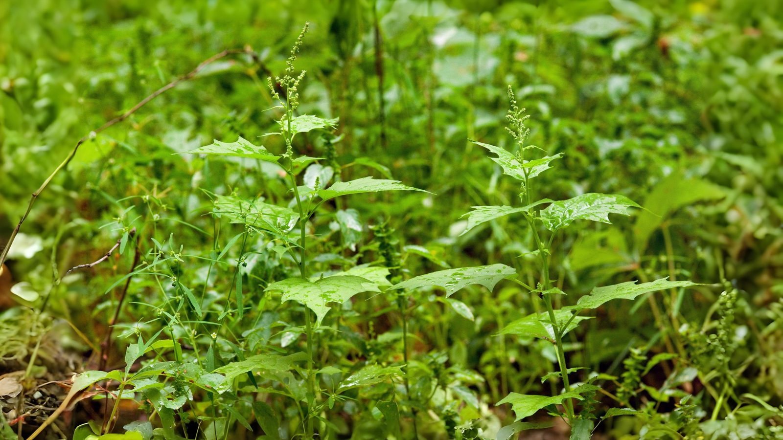 04-Aug Muckweed to Michelin: The Lost Supergreens of London Section Image