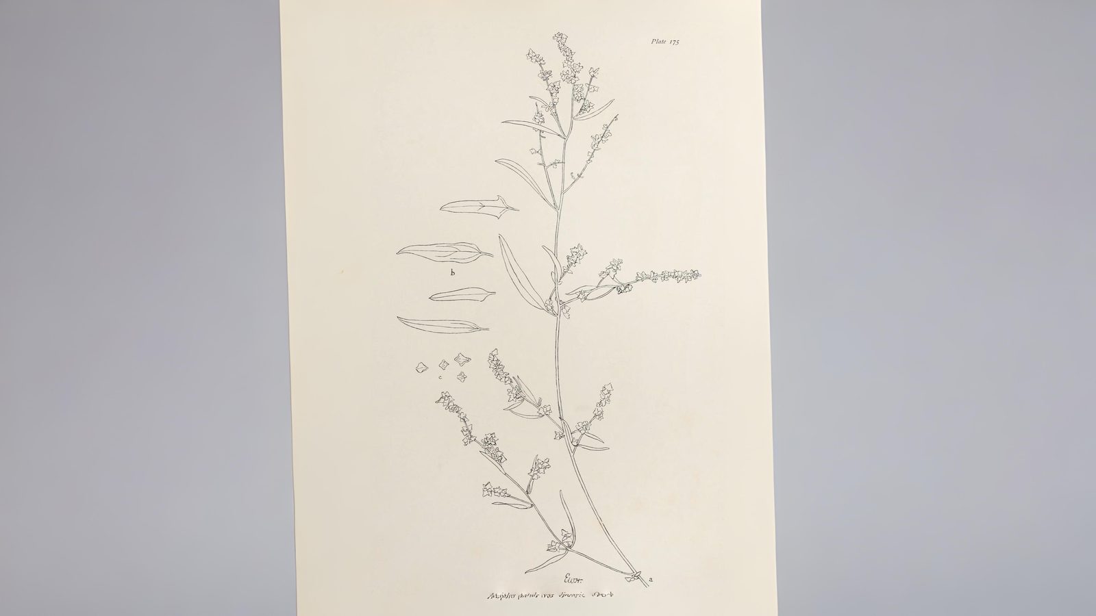 04-Aug Muckweed to Michelin: The Lost Supergreens of London Section Image