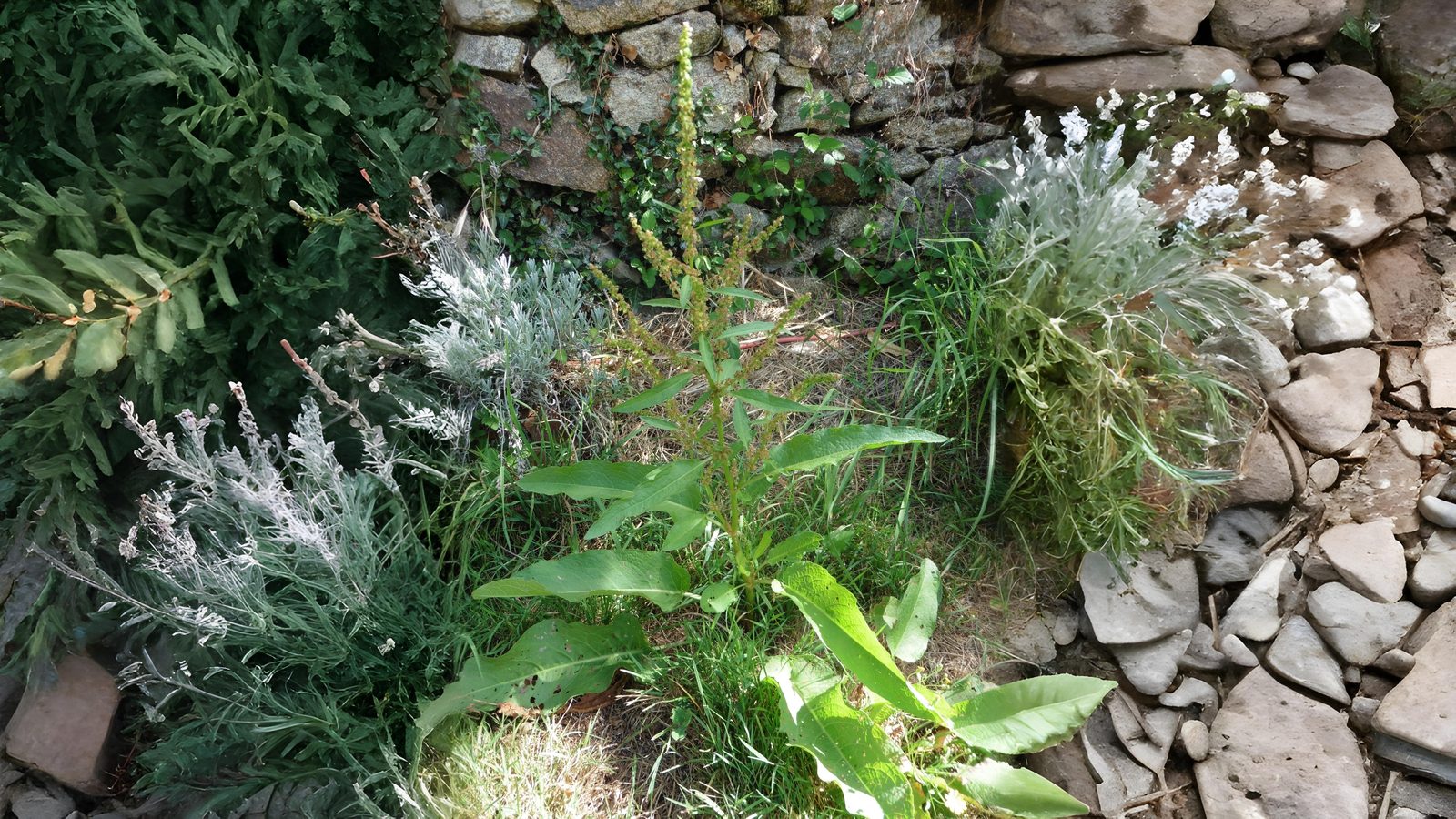 05-Aug Conquerors of Concrete: The War Between Useful & Invasive Weeds Section Image
