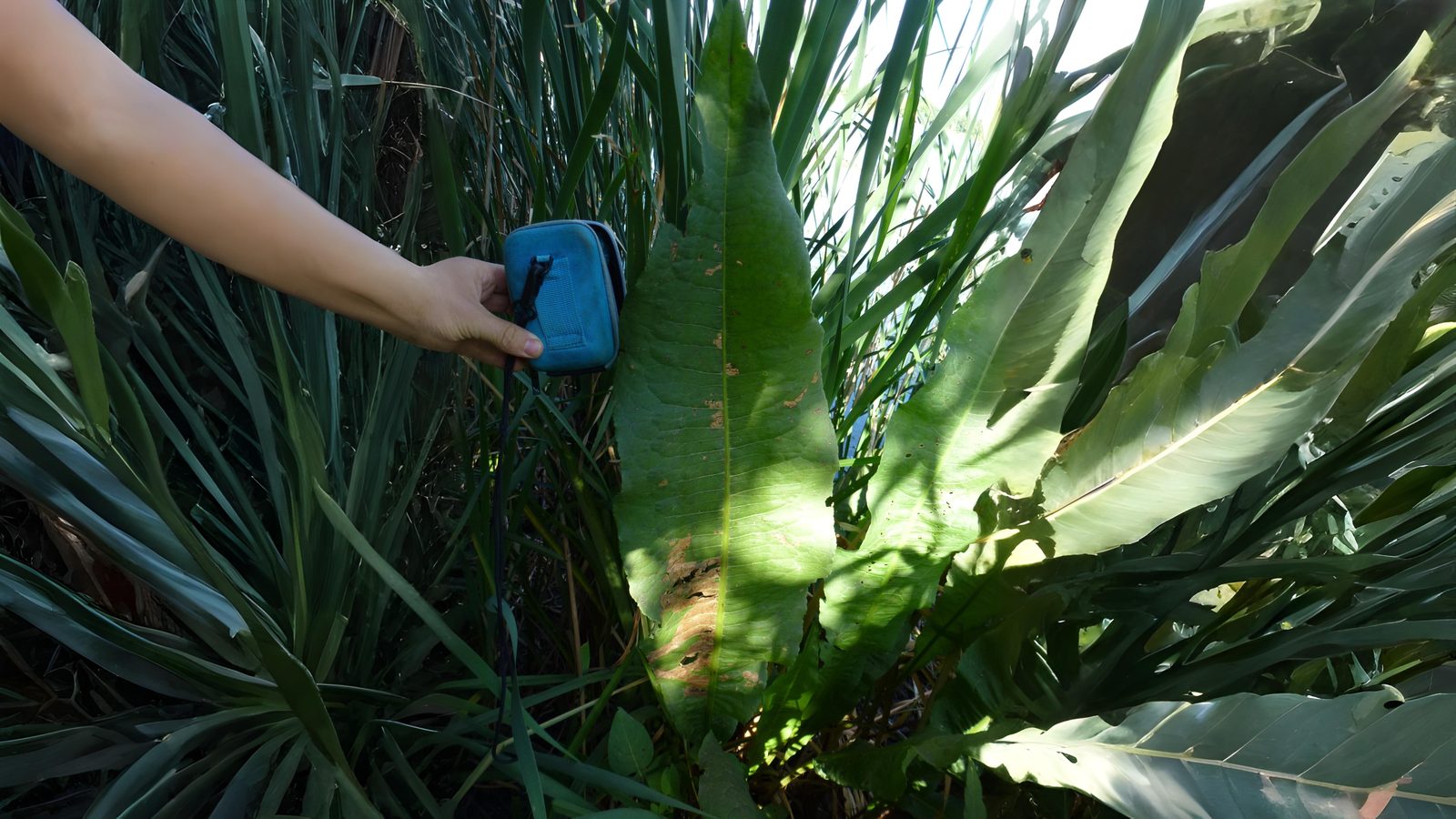 05-Aug Conquerors of Concrete: The War Between Useful & Invasive Weeds Section Image
