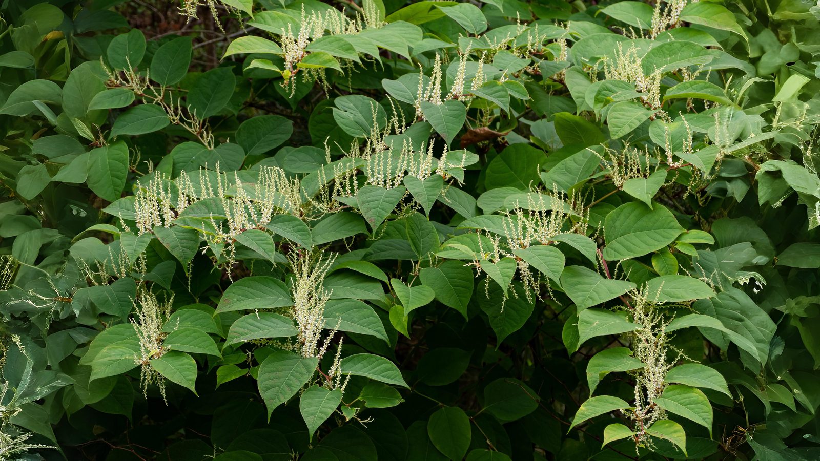 05-Aug Conquerors of Concrete: The War Between Useful & Invasive Weeds Section Image