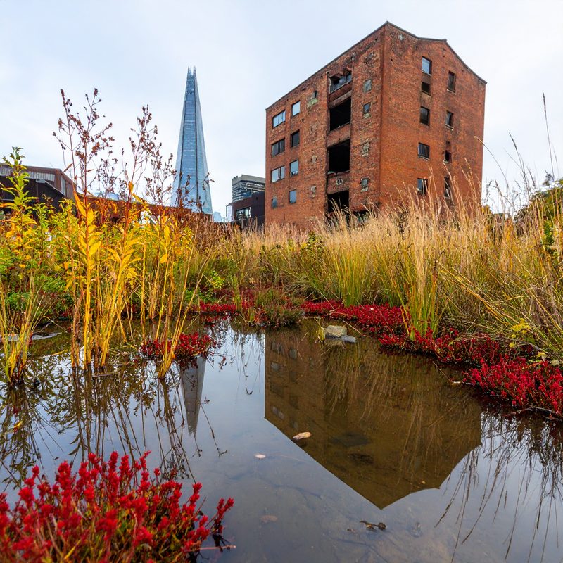 05-Aug Conquerors of Concrete: The War Between Useful & Invasive Weeds