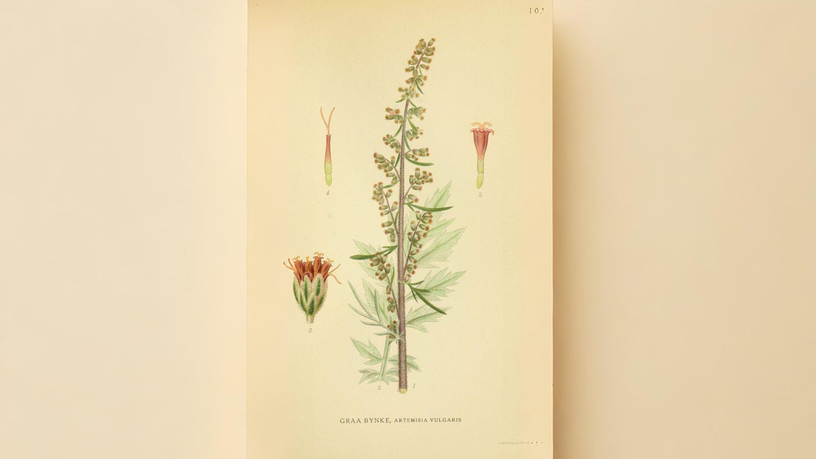 06-Aug Mugwort Magic & Fern Lore: August’s Botanical Enchantments Section Image