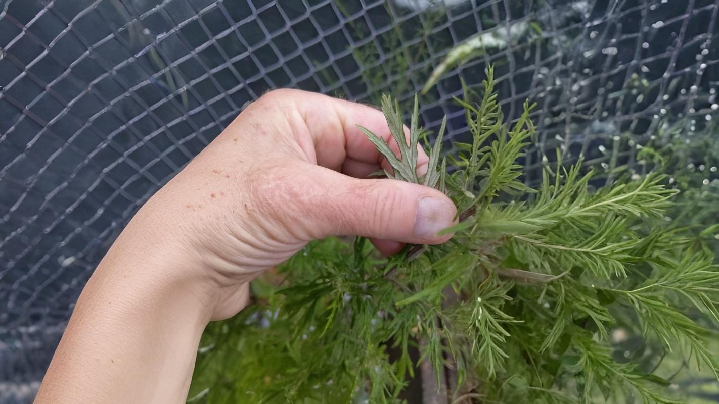 06-Aug Mugwort Magic & Fern Lore: August’s Botanical Enchantments Section Image
