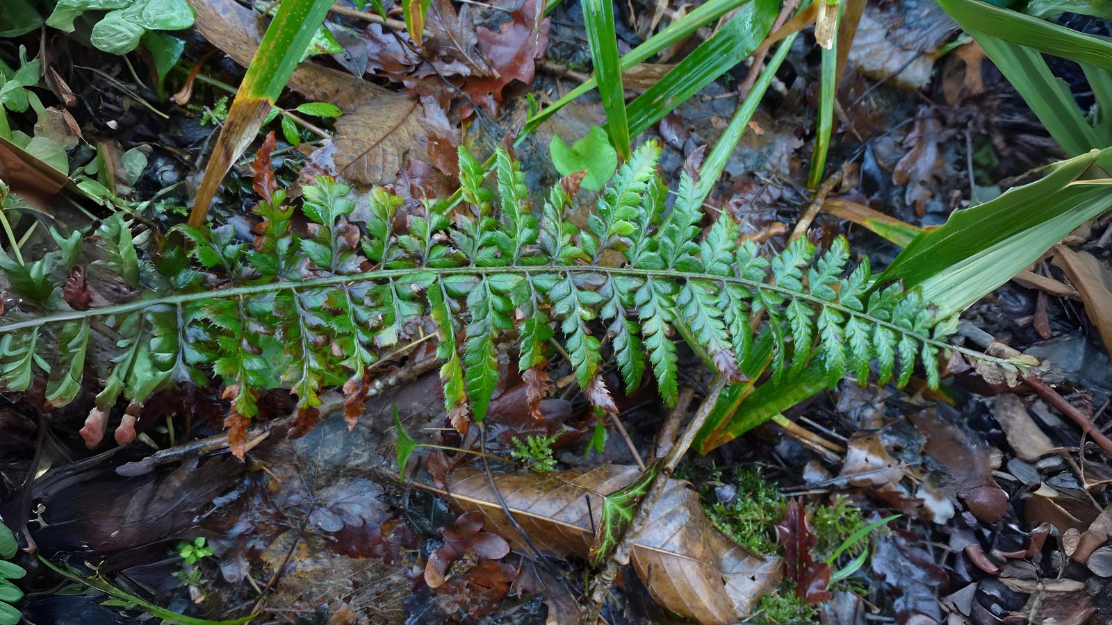 06-Aug Mugwort Magic & Fern Lore: August’s Botanical Enchantments Section Image