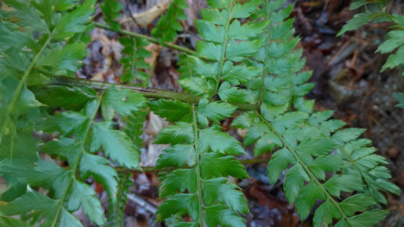 06-Aug Mugwort Magic & Fern Lore: August’s Botanical Enchantments Section Image