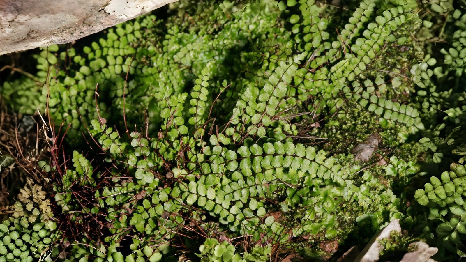 06-Aug Mugwort Magic & Fern Lore: August’s Botanical Enchantments Section Image