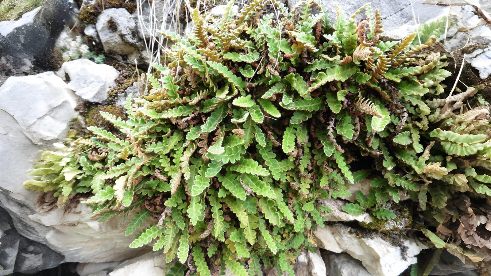 06-Aug Mugwort Magic & Fern Lore: August’s Botanical Enchantments Section Image