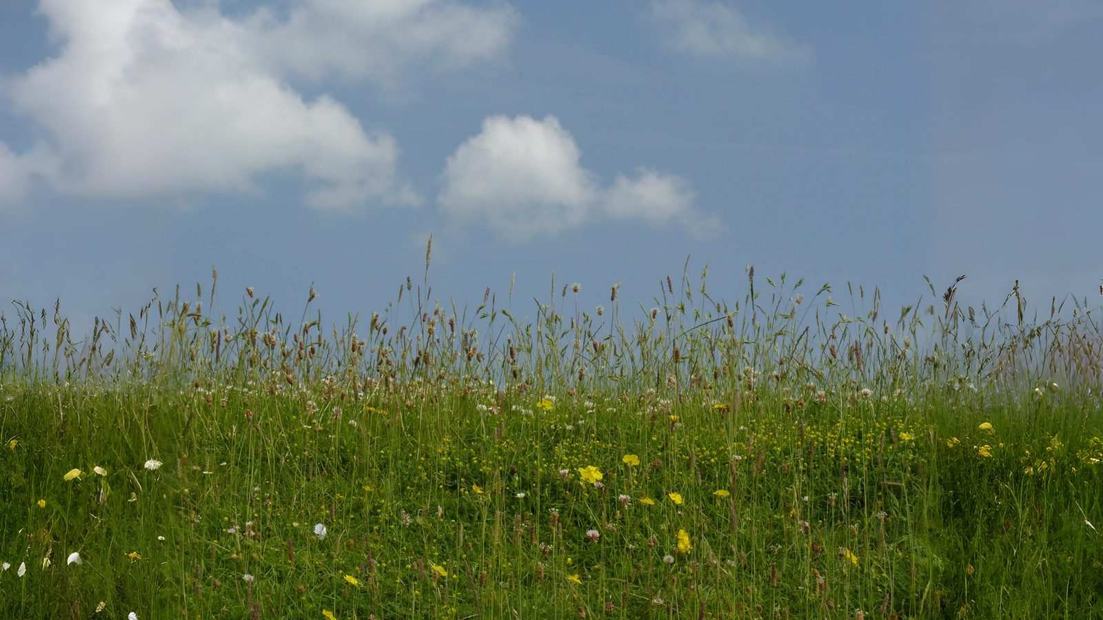 07-Aug Whispering Blades: The Secret World of Grasses & Sedges Section Image