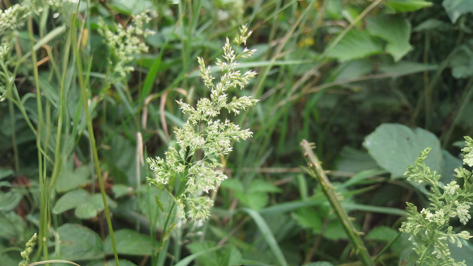 07-Aug Whispering Blades: The Secret World of Grasses & Sedges Section Image