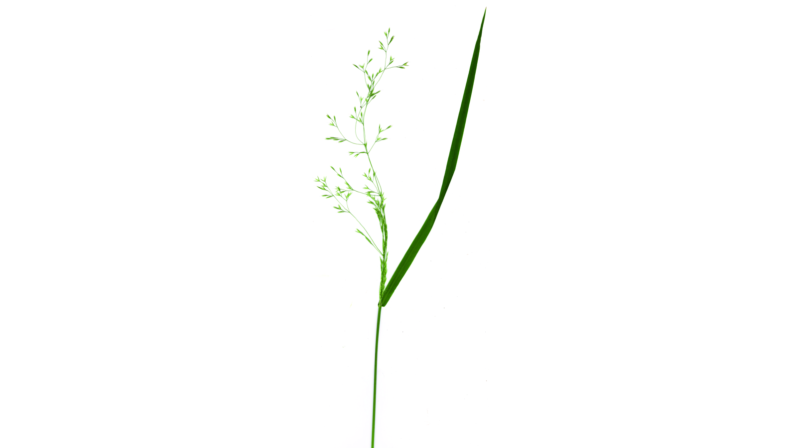 07-Aug Whispering Blades: The Secret World of Grasses & Sedges Section Image