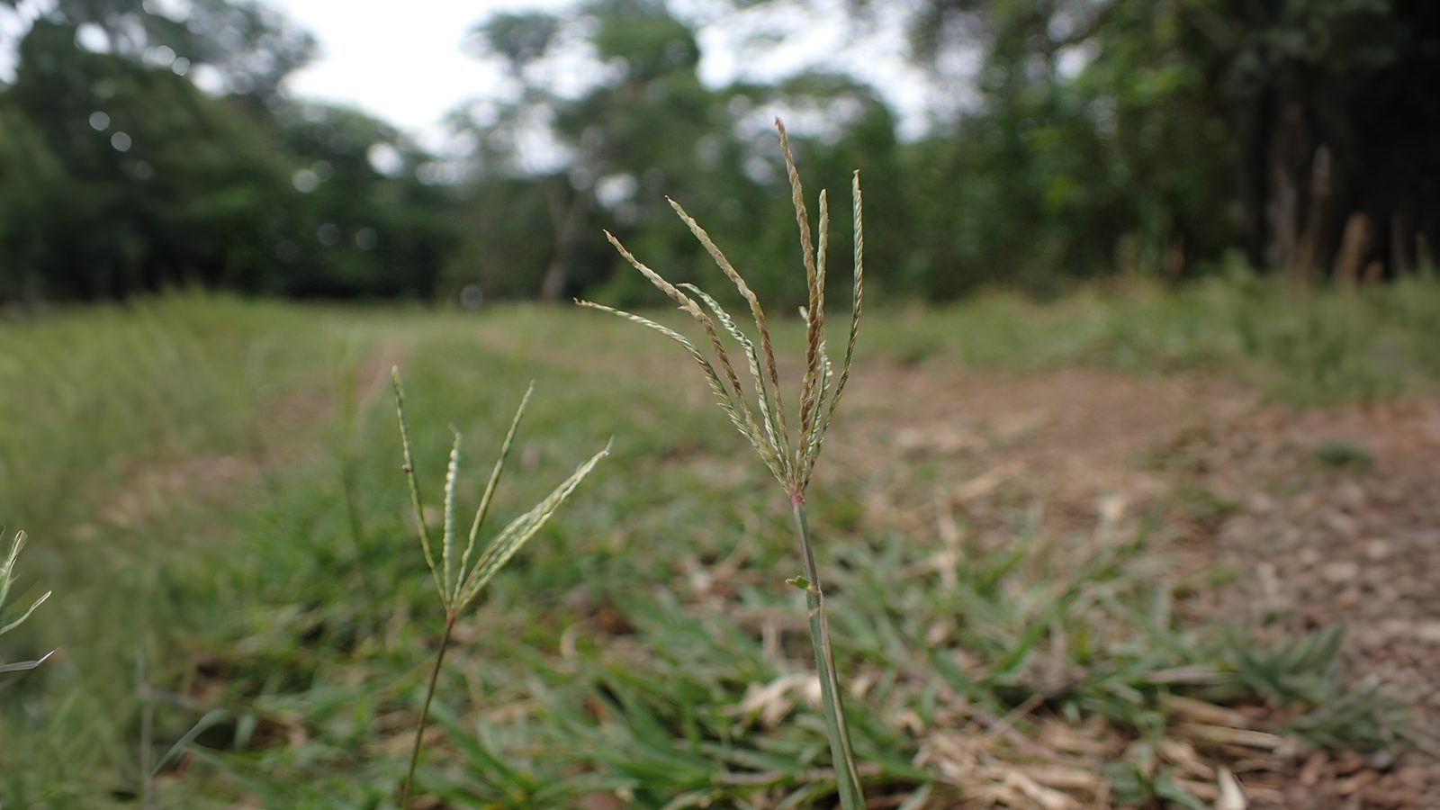 07-Aug Whispering Blades: The Secret World of Grasses & Sedges Section Image