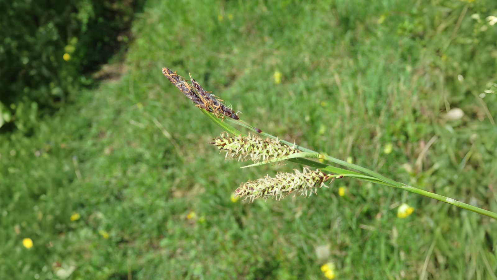 07-Aug Whispering Blades: The Secret World of Grasses & Sedges Section Image