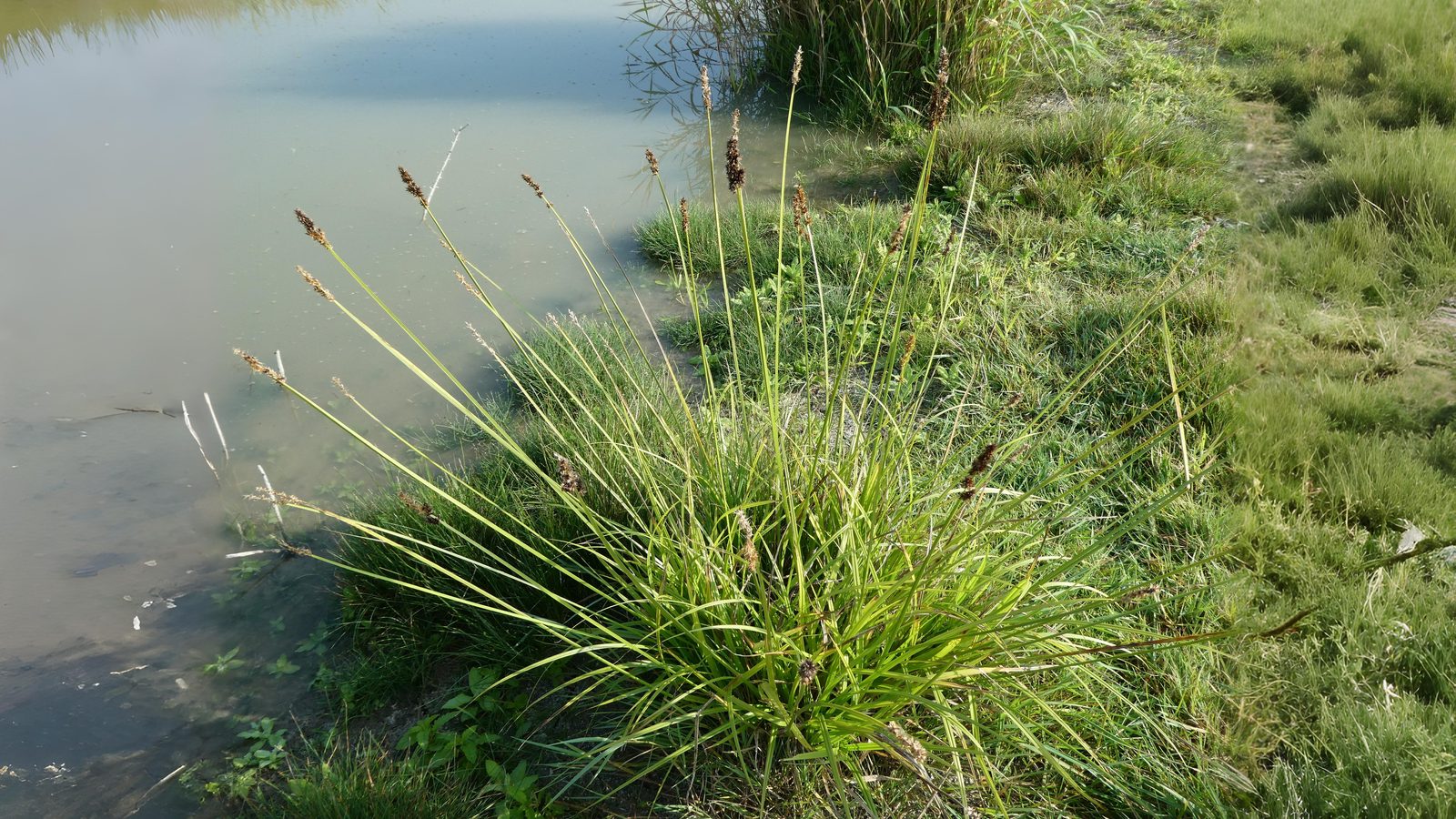07-Aug Whispering Blades: The Secret World of Grasses & Sedges Section Image