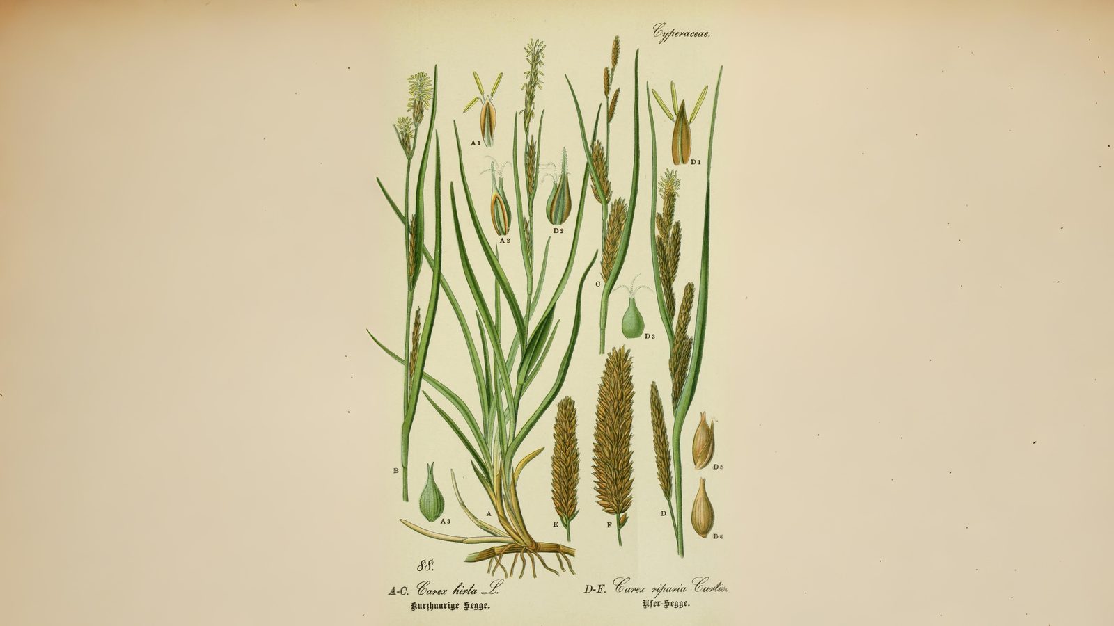 07-Aug Whispering Blades: The Secret World of Grasses & Sedges Section Image