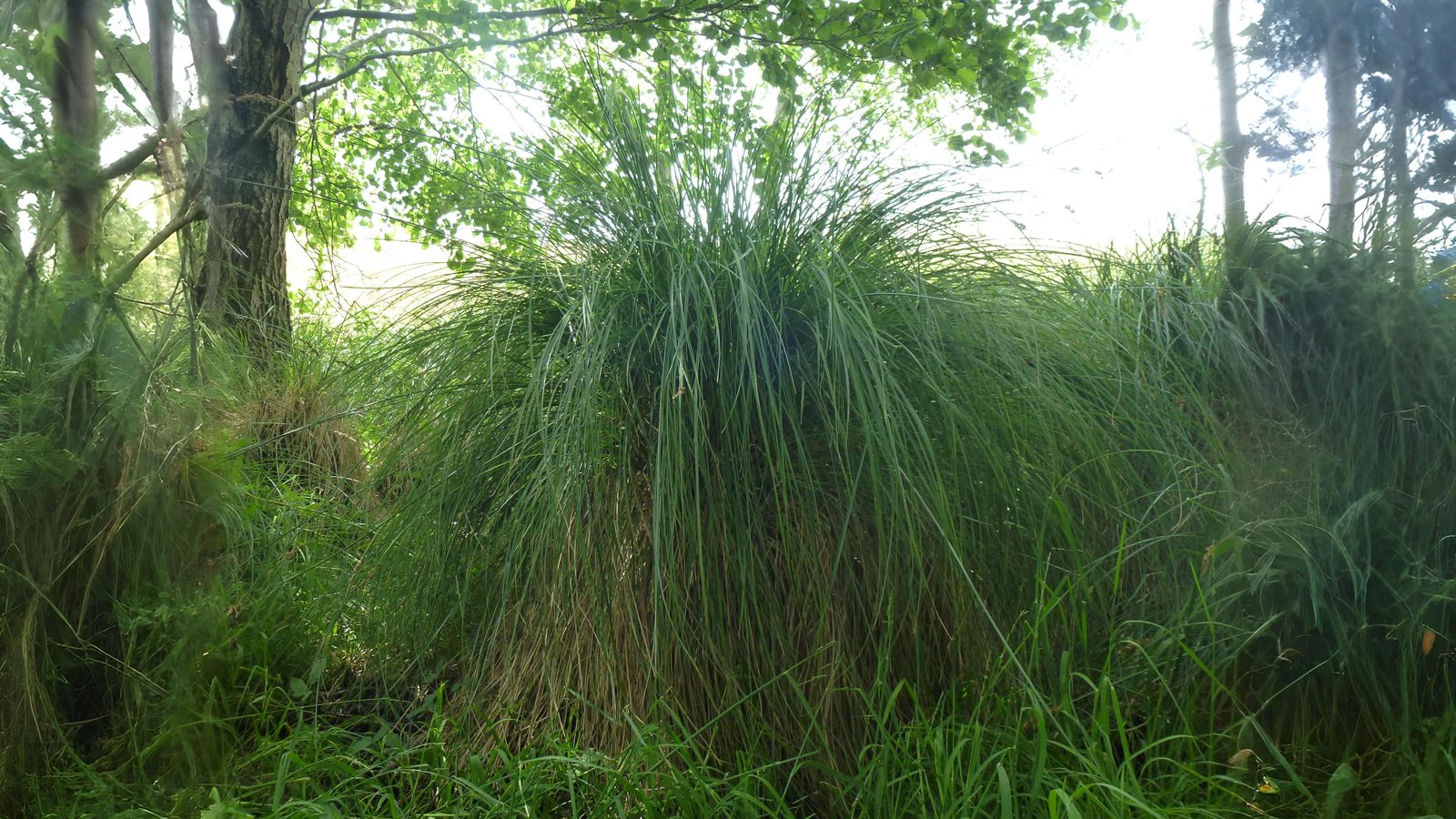 07-Aug Whispering Blades: The Secret World of Grasses & Sedges Section Image